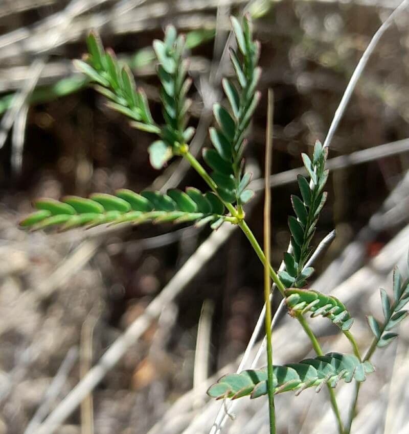 Hoffmannseggia glauca 17