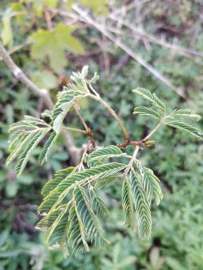 Albizia 17
