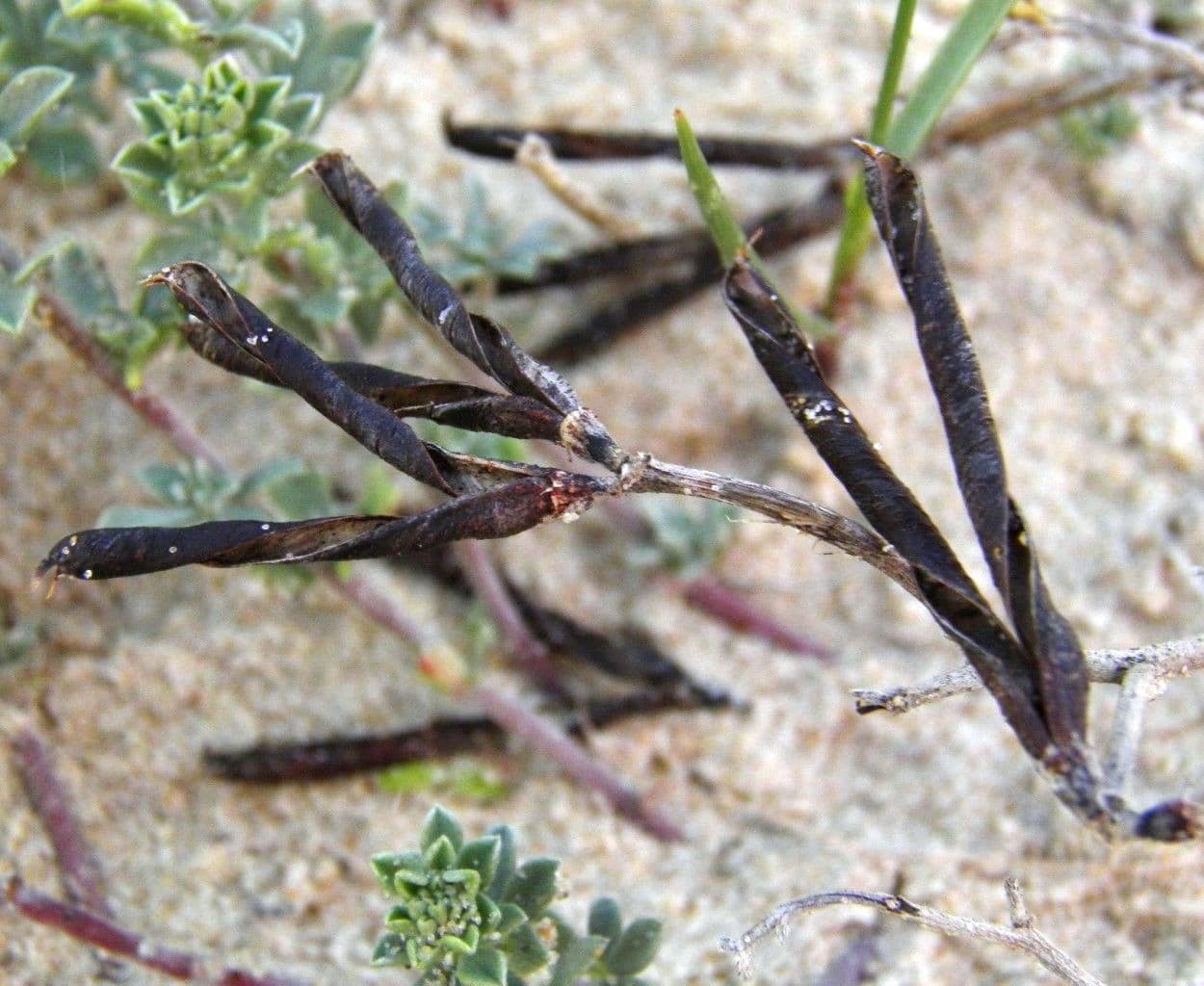 Lekno krétske 2