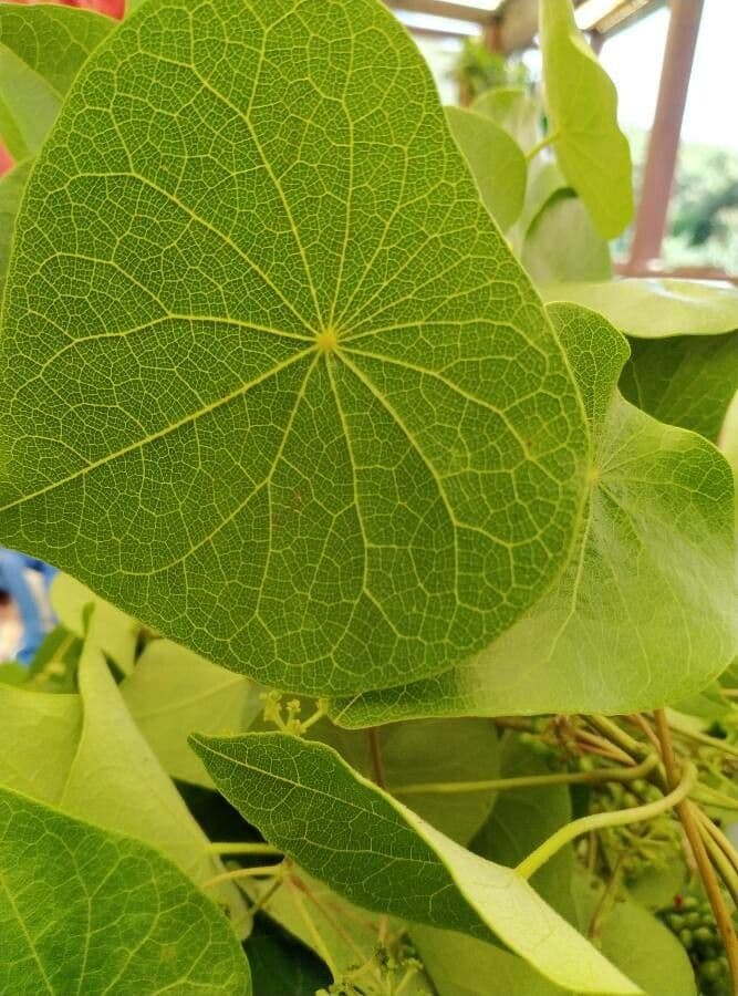 Stephania japonica 7