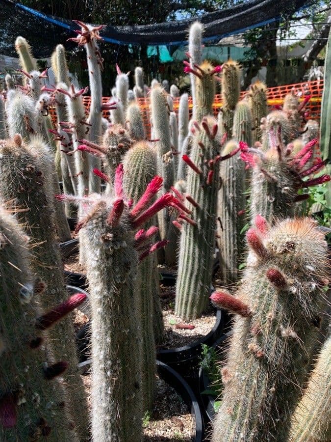 Cleistocactus 5