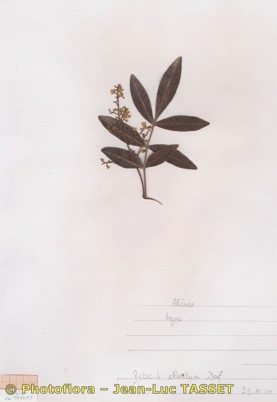 Pistacia 29