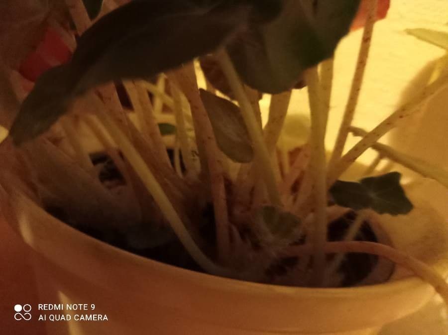 Sassifraga stolonifera 18