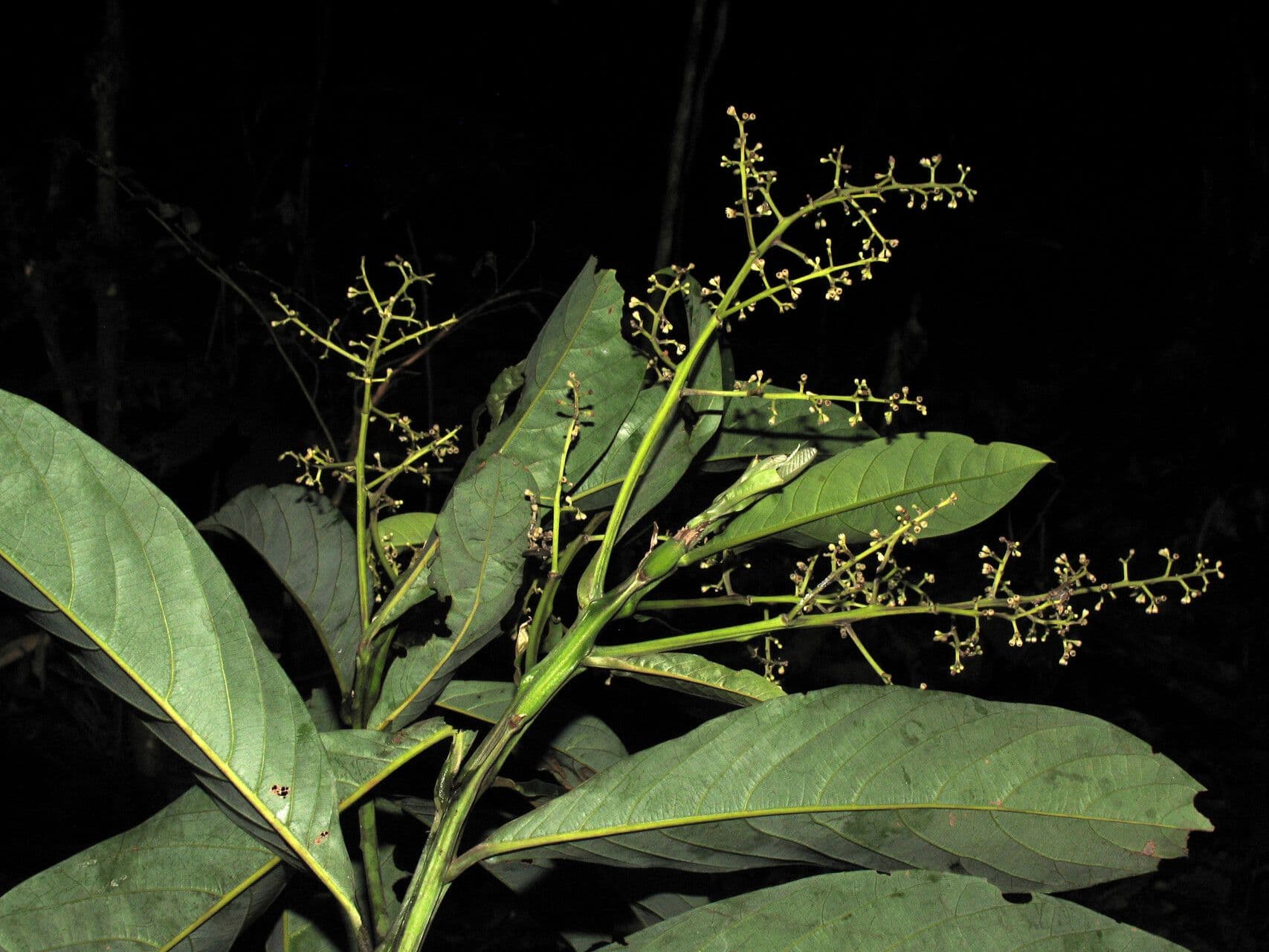 Ocotea 7