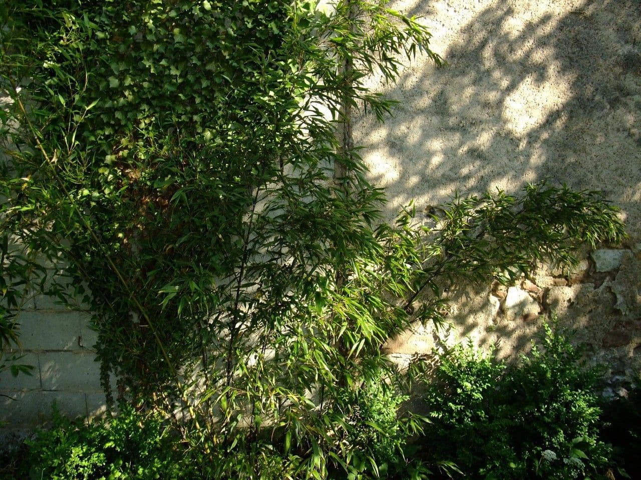 Bambù nero 8