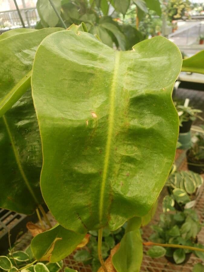 Pianta brocca mirabile 8