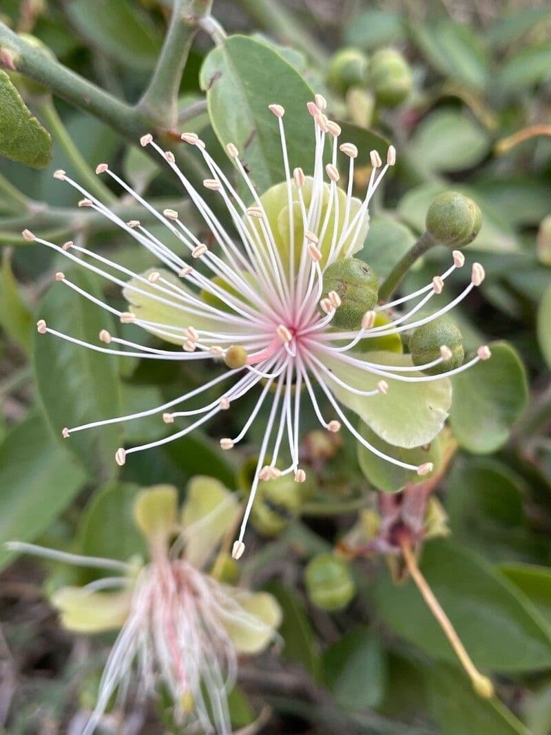 Cappero africano 8
