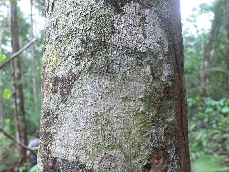 Ocotea 4