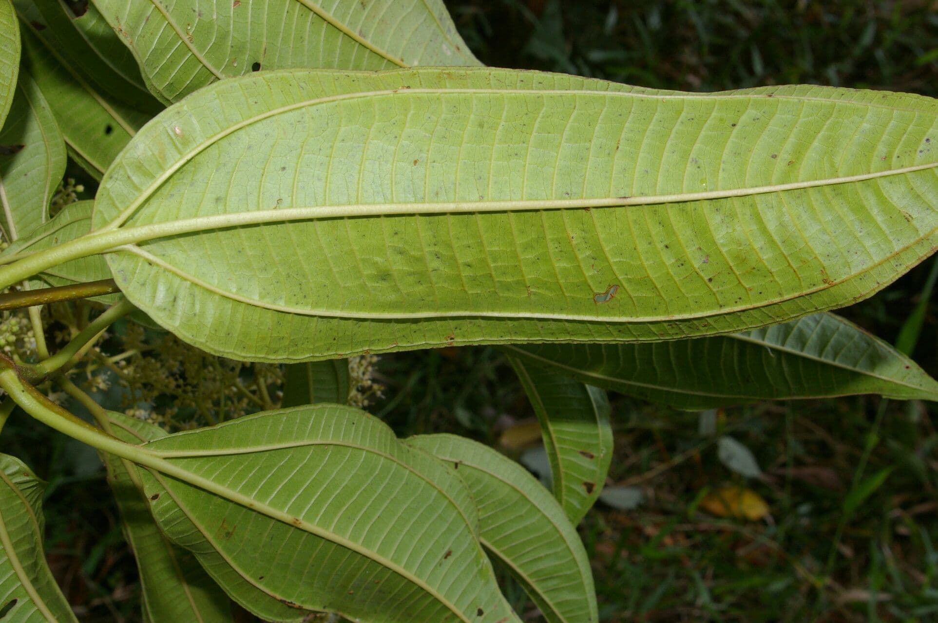 Miconia 10