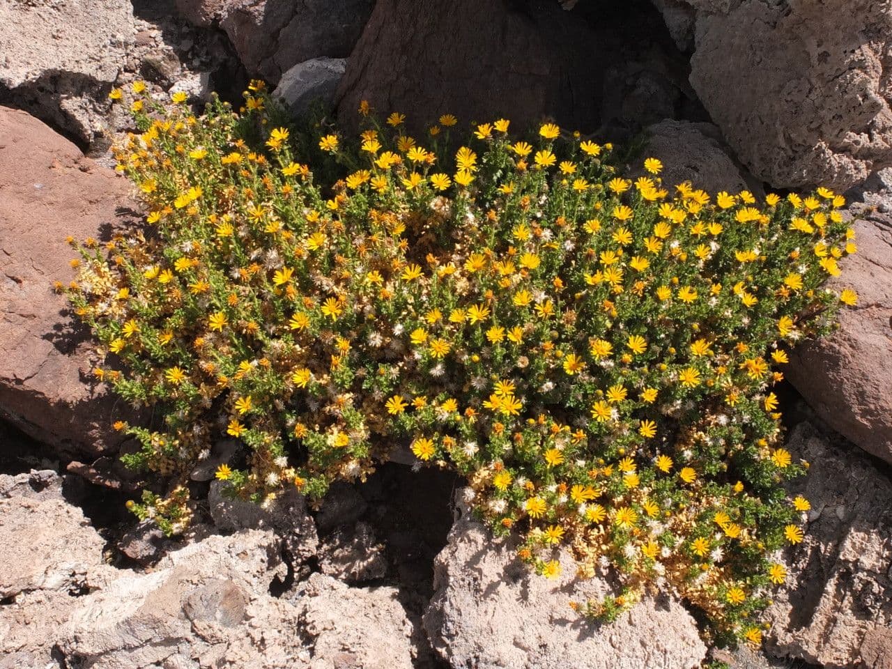 Haplopappus 7