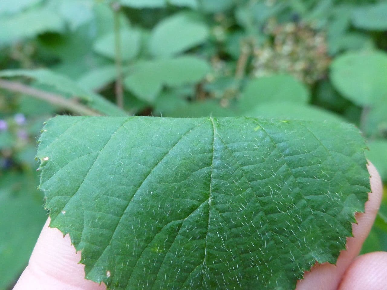 Großährige Brombeere 10