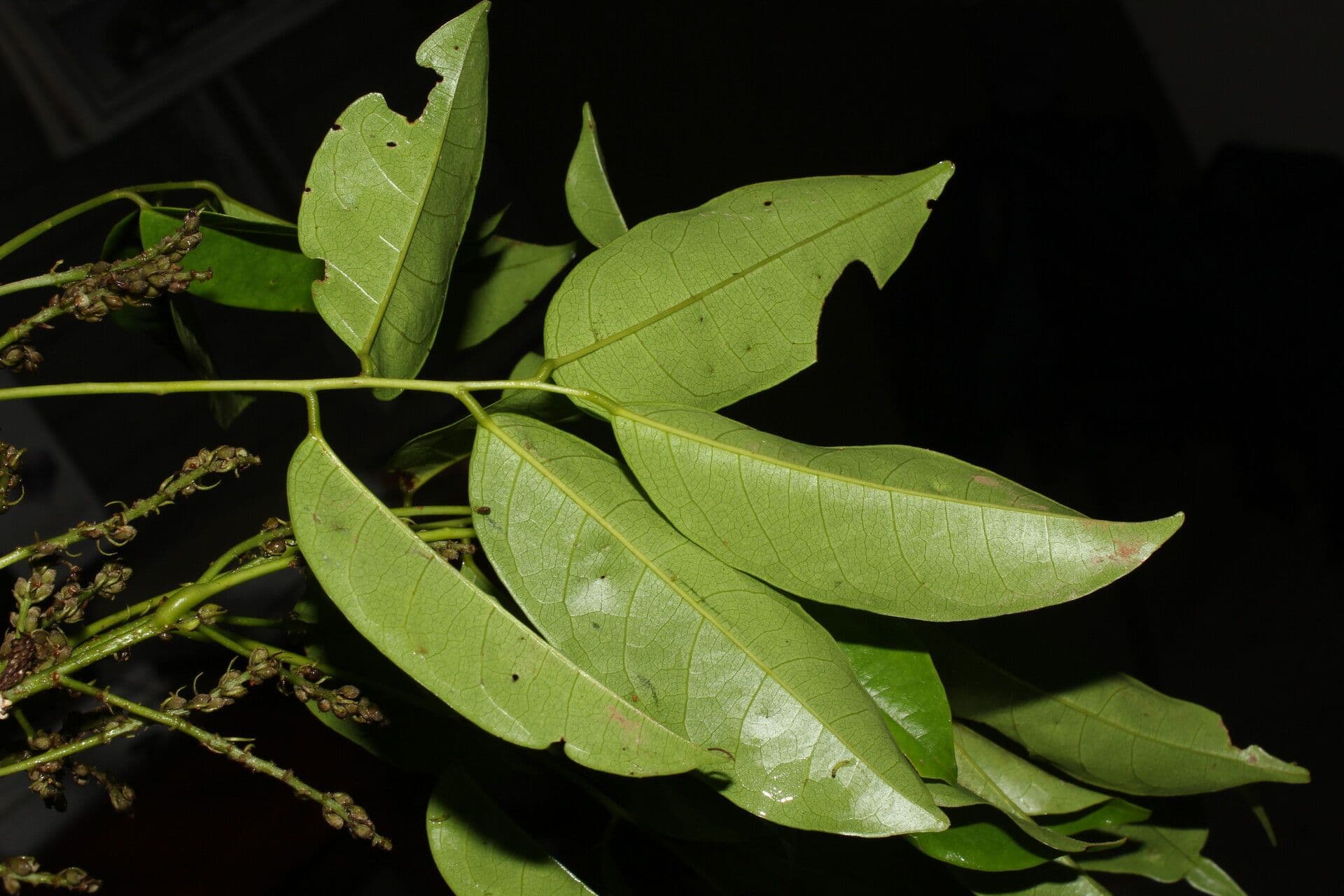 Pterocarpus 9