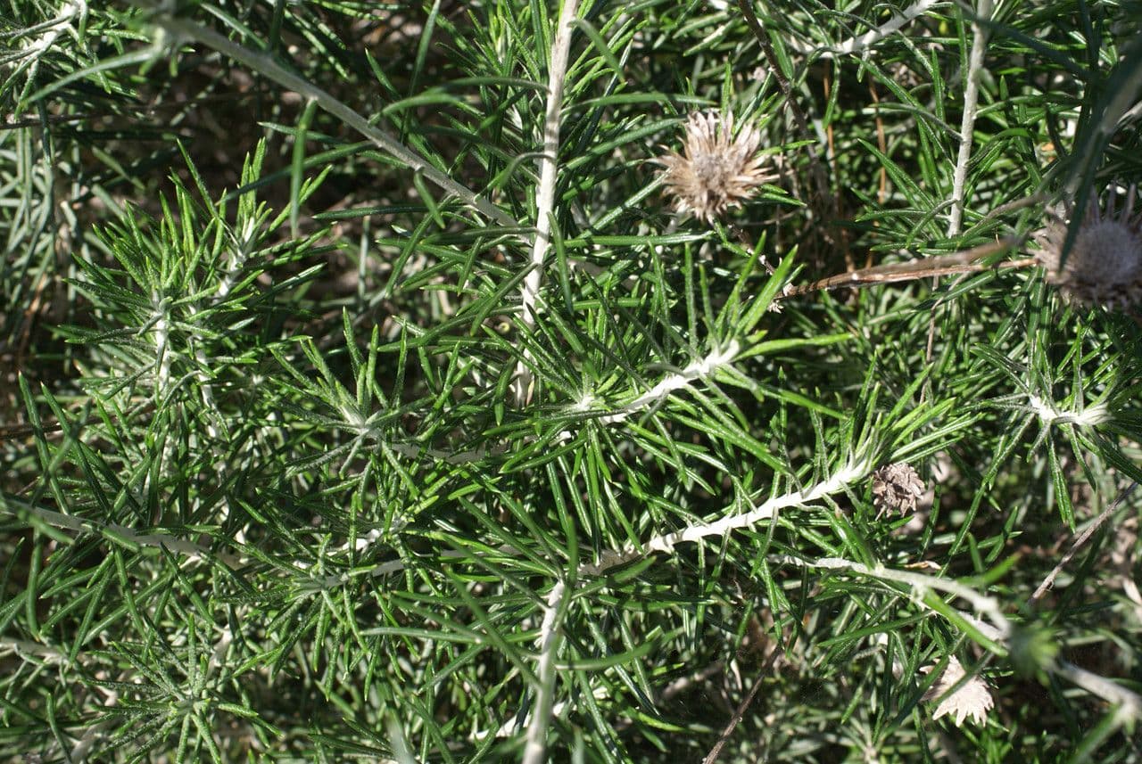 Ptilostemon chamaepeuce 14