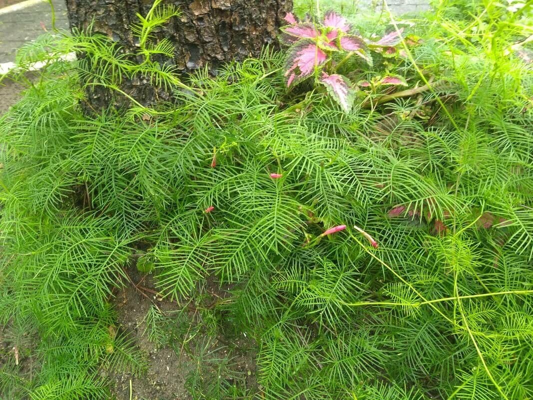 Ipomoea quamoclit 22