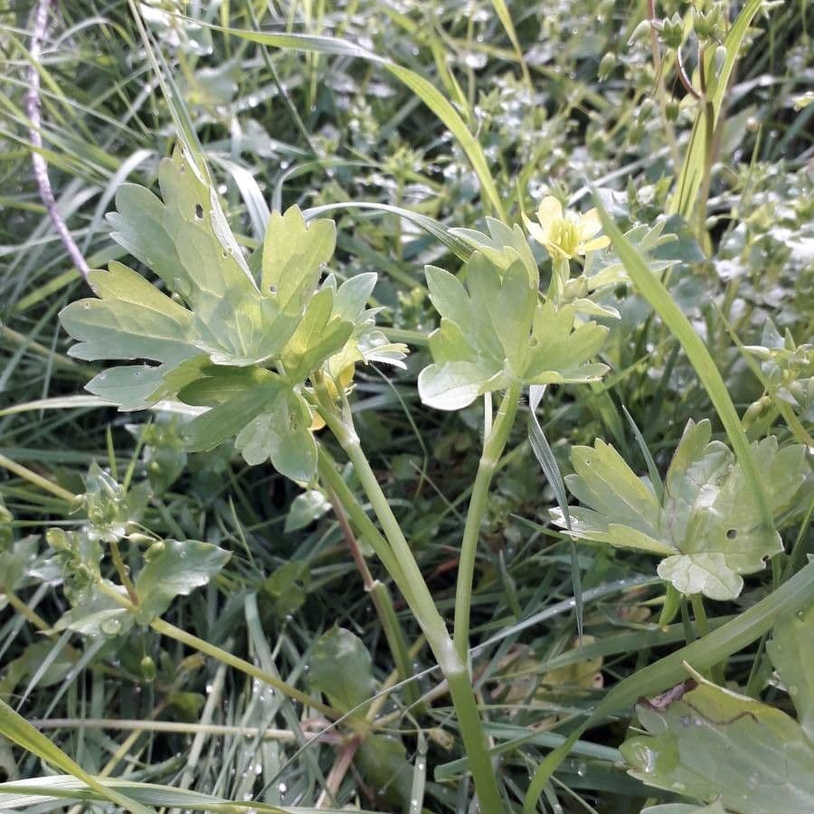 Ranunculus parviflorus 13