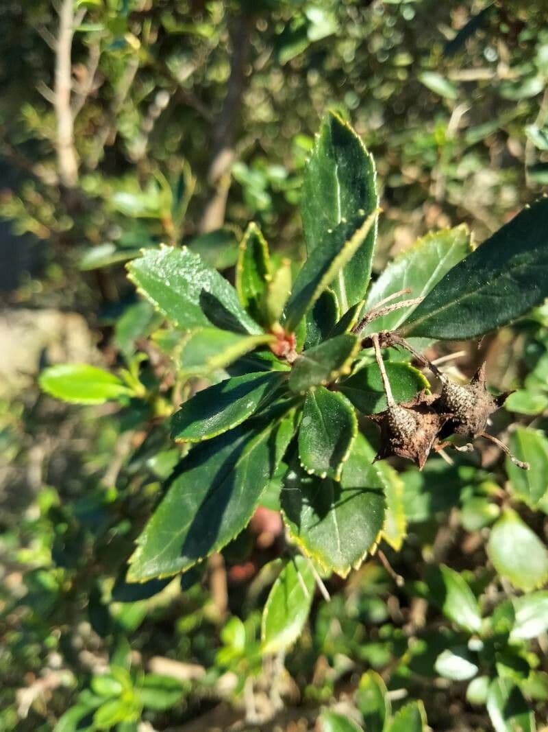 Rote Escallonie 5