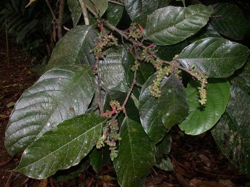 Sorocea 20