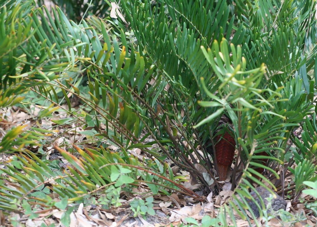 Zamia 10