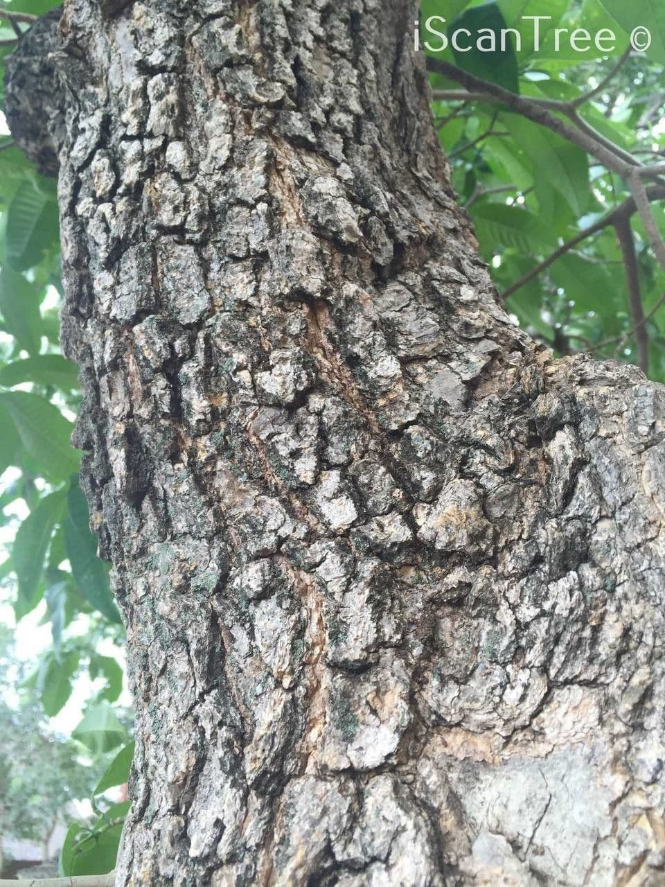 Tabernaemontana 22