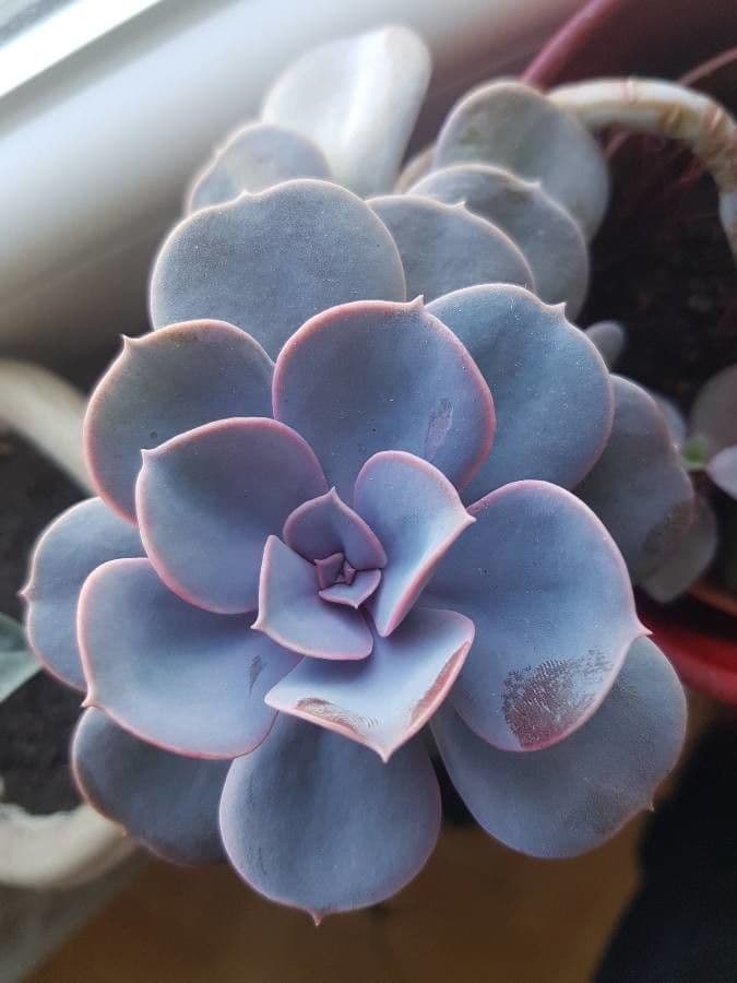Echeveria 13