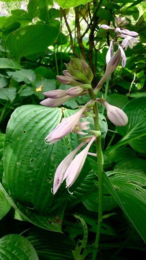 Hosta 6