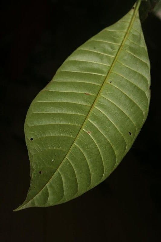 Couma guianensis 3