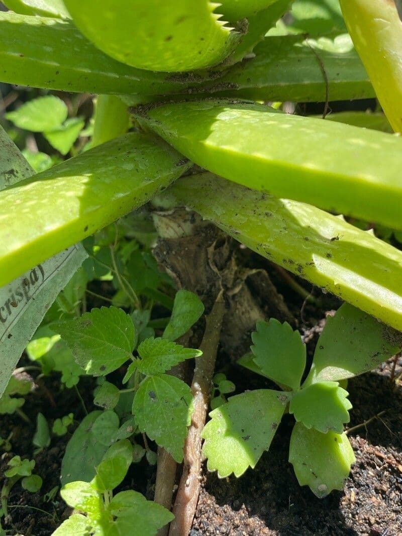 Echte Aloe 18