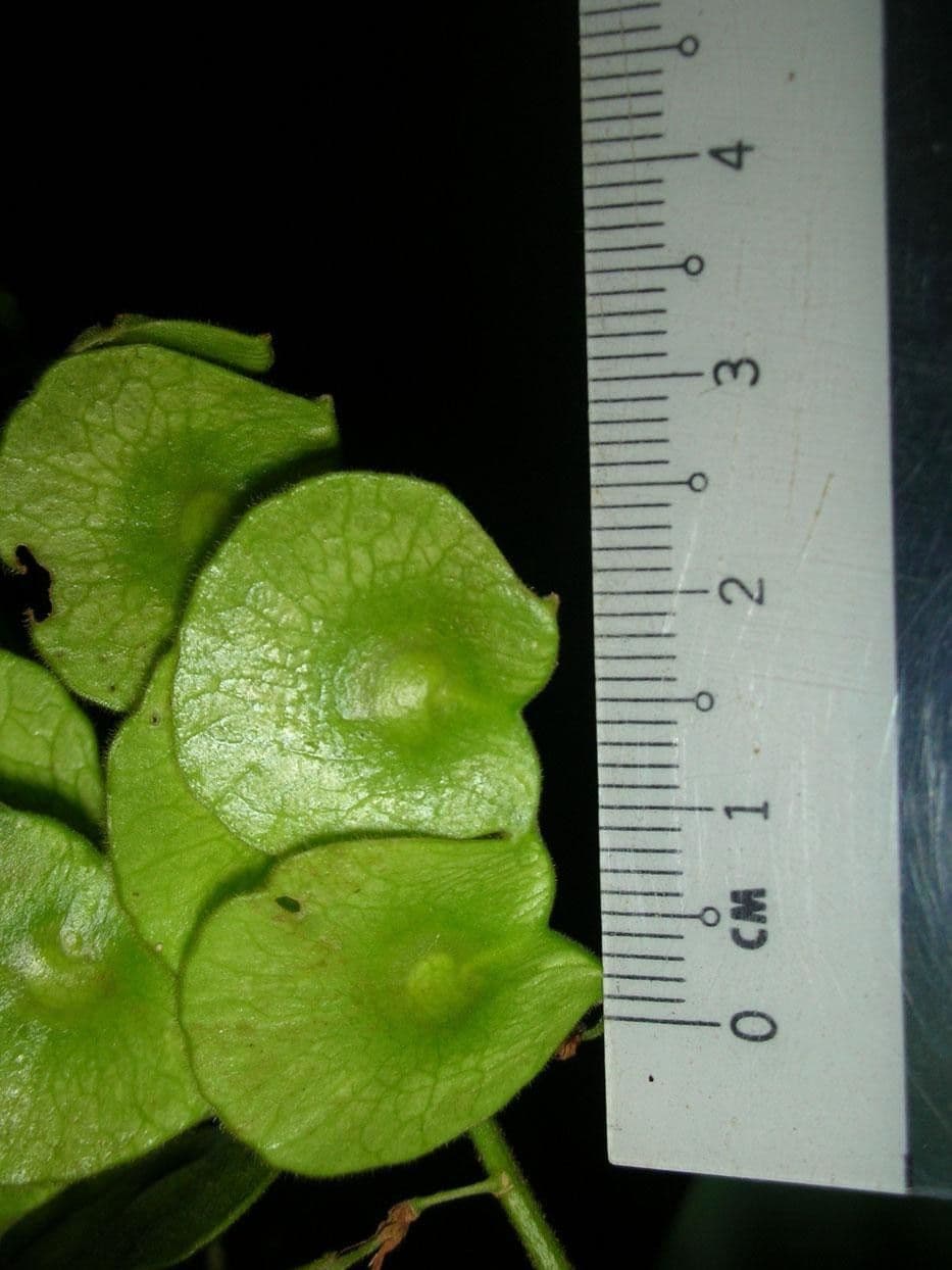Desmodium 18