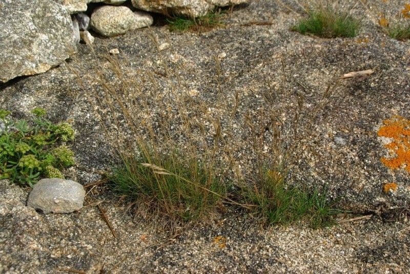 Festuca di Huon 8