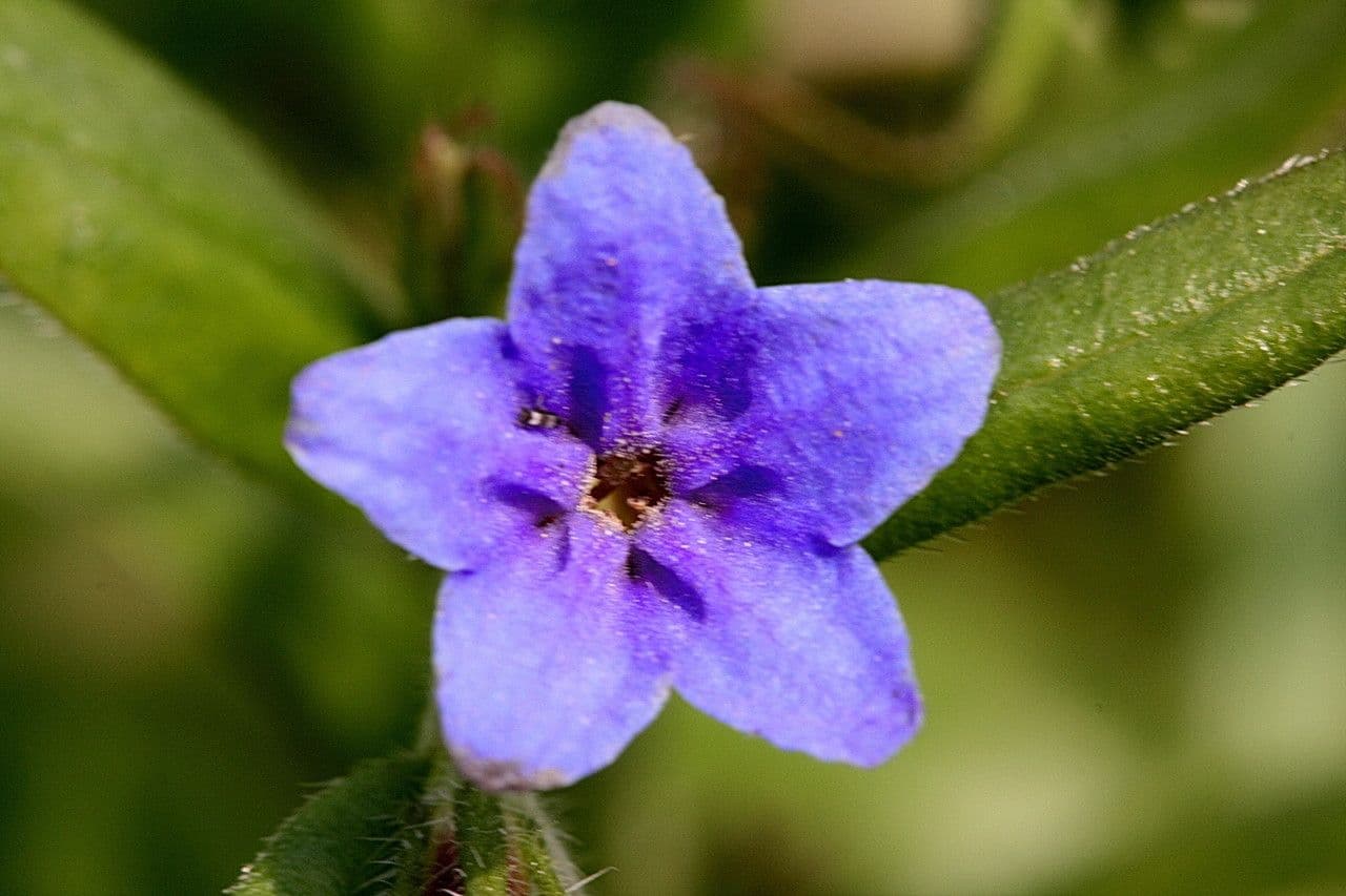Lappola aspera 6