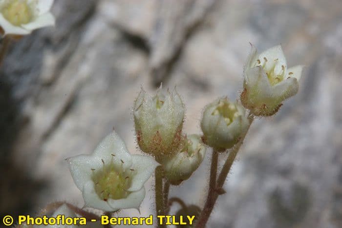 Borracina fragrante 2
