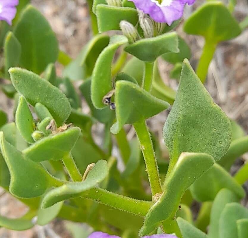 Sclerophylax 8