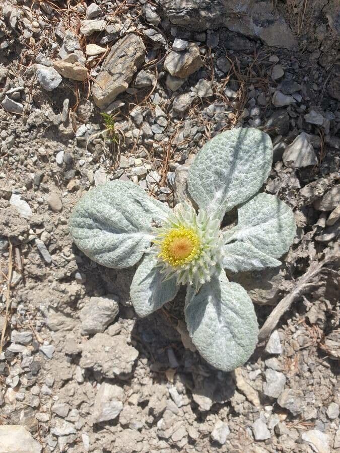 Berardia lanuginosa