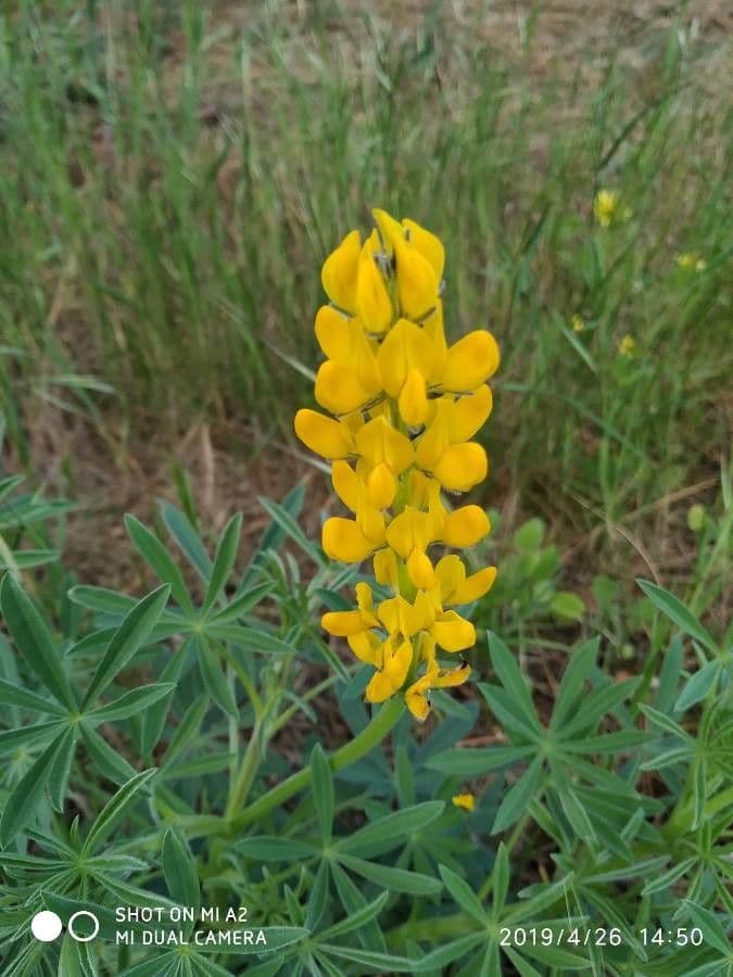 Gelbe Lupine 9