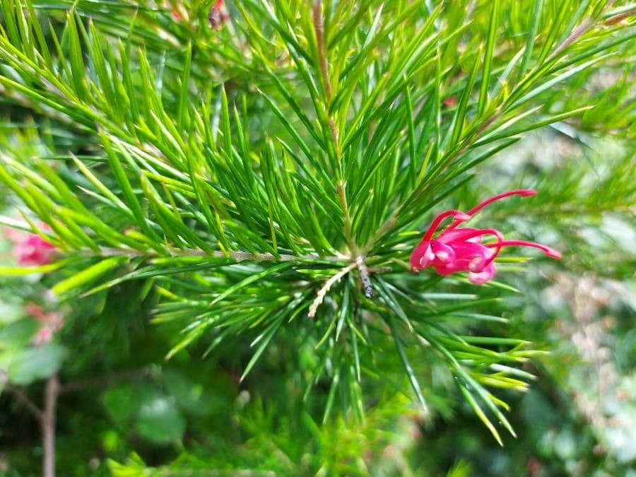 Rosmarinblättrige Grevillea 26