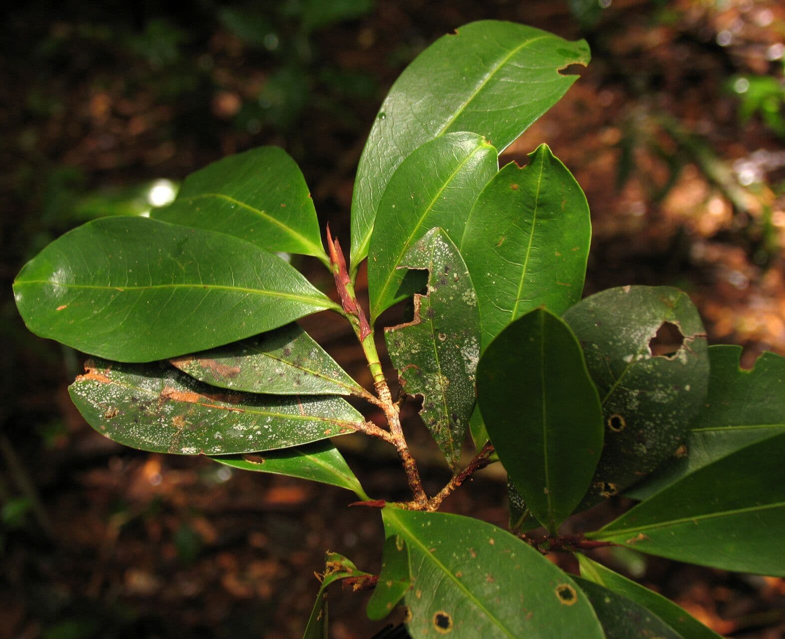 Erythroxylum