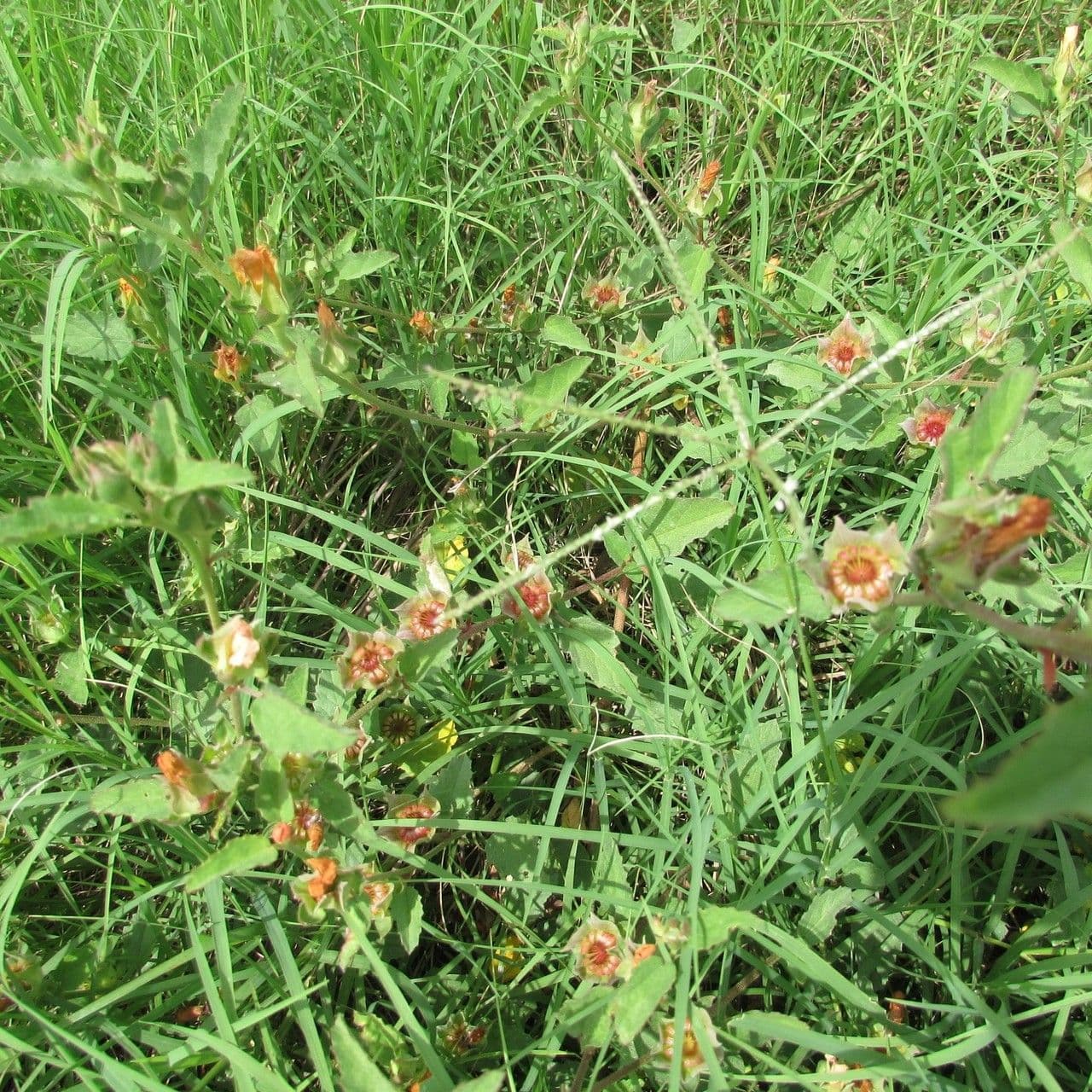 Malvastrum aurantiacum 4