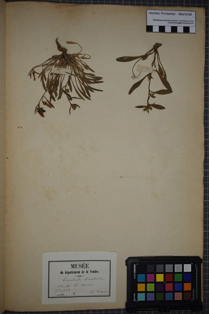 Linienblättrige Zaunwinde 20
