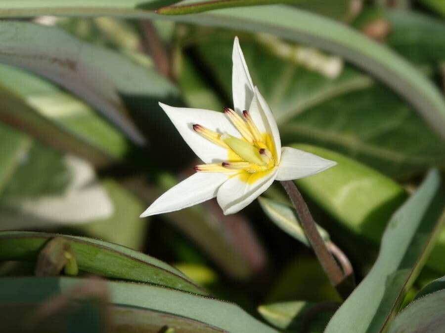 Clusius-Tulpe 17