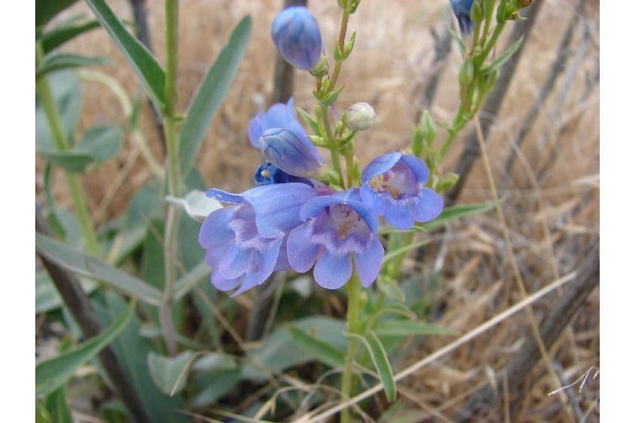 Penstemon