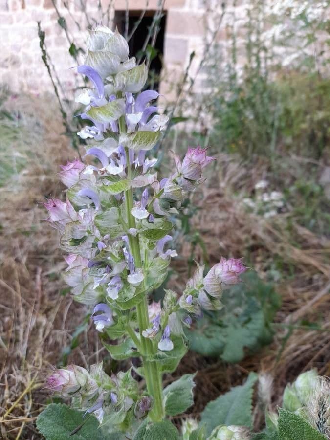 Šalvia muškátová 30