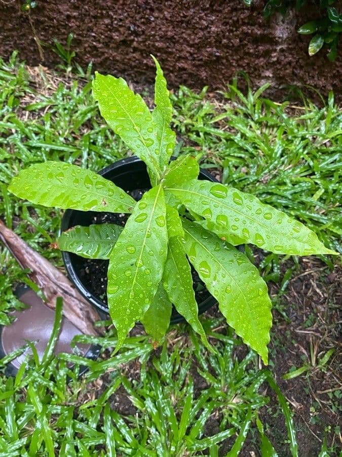 Pouteria guayanensis 7