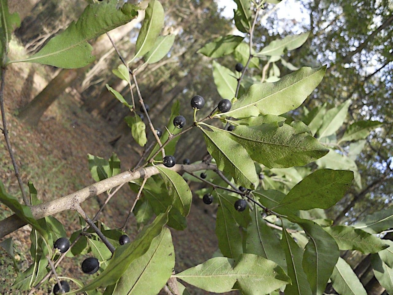 Sideroxylon 4