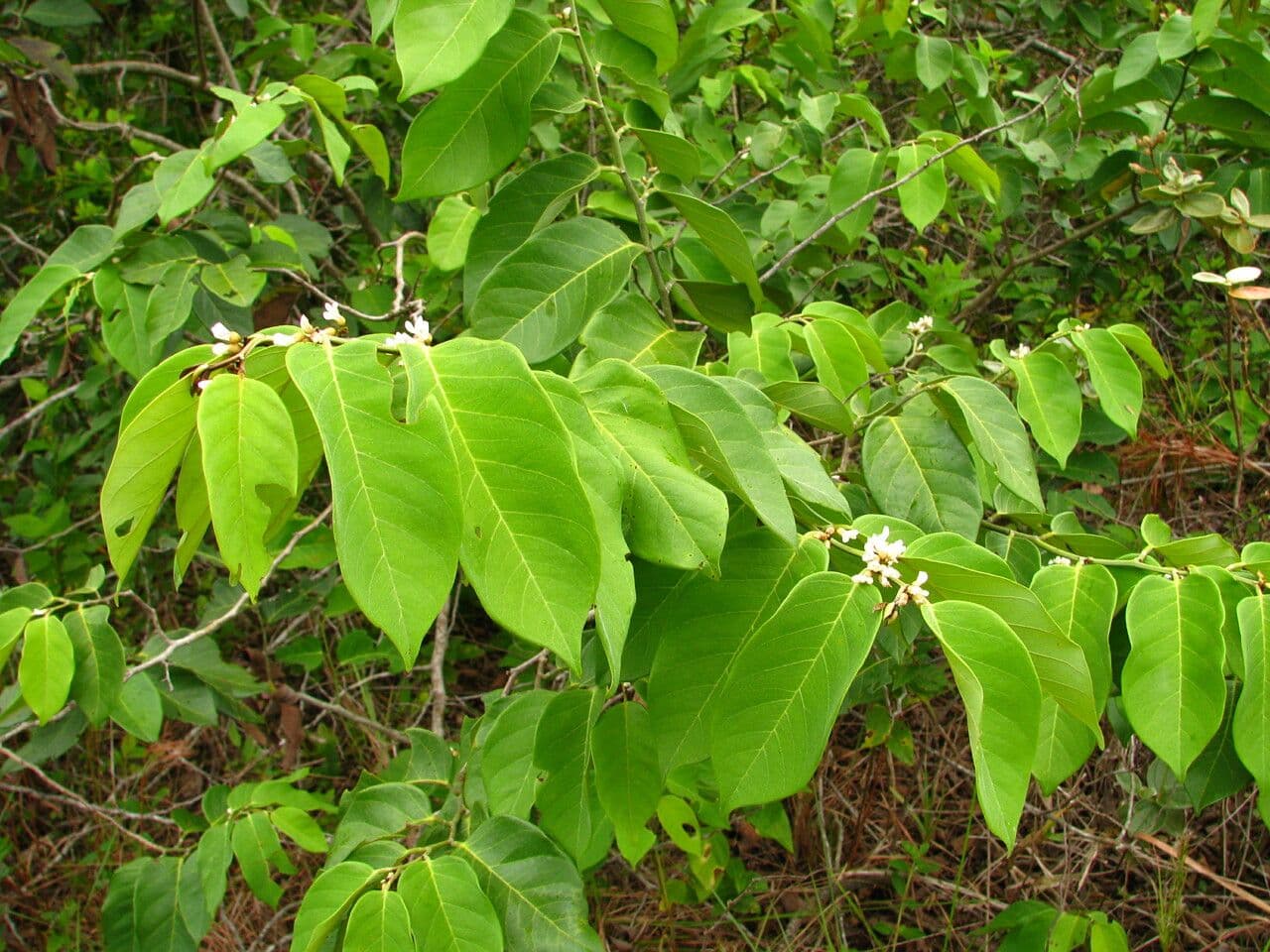 Dalbergia ecastaphyllum 14
