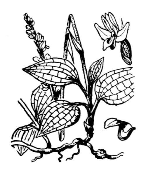 Gudiera 26