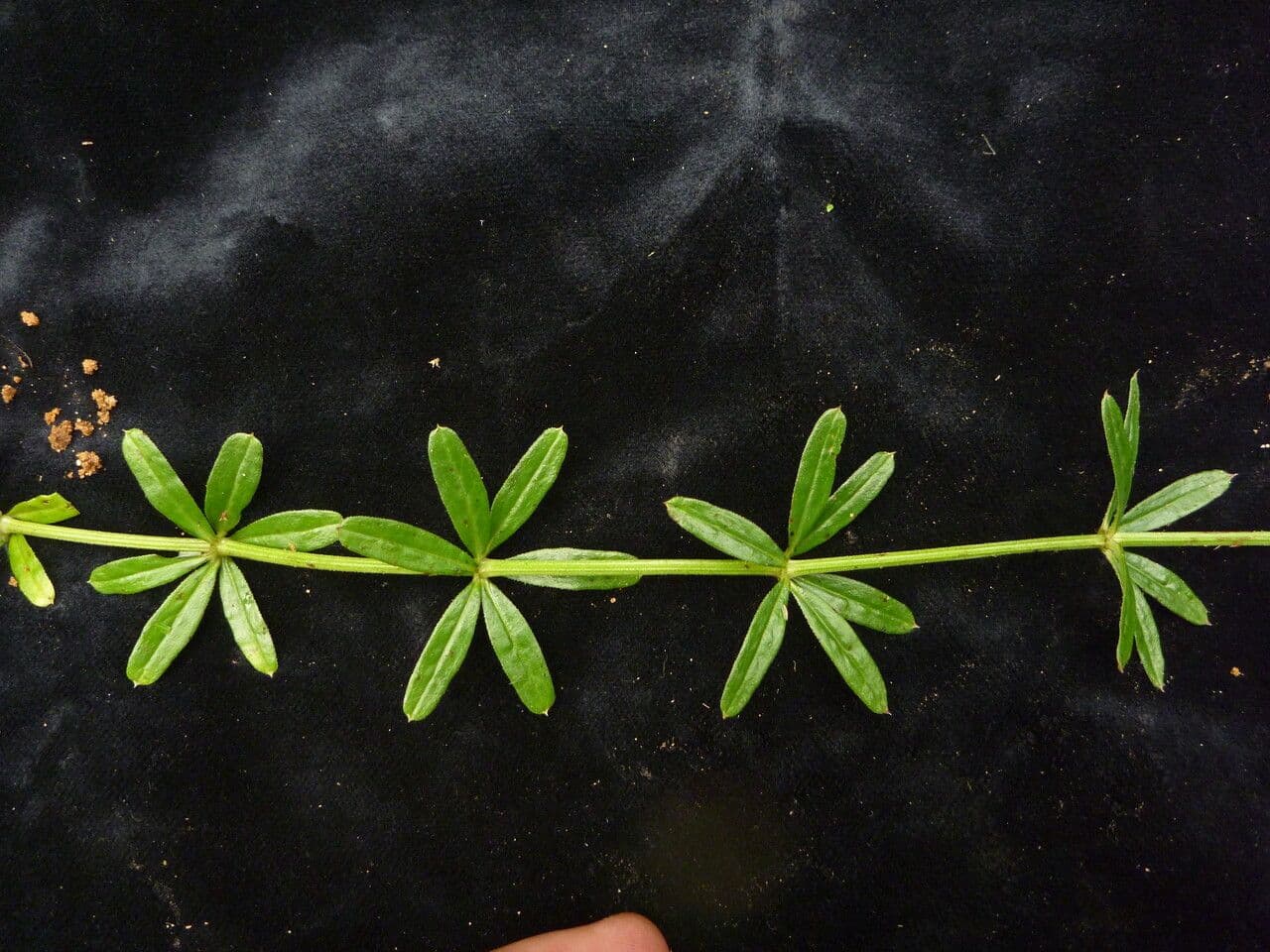 Galium asperifolium 10