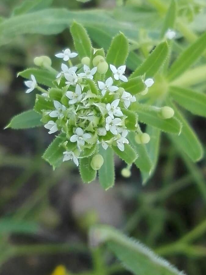 Corn-cleavers 8