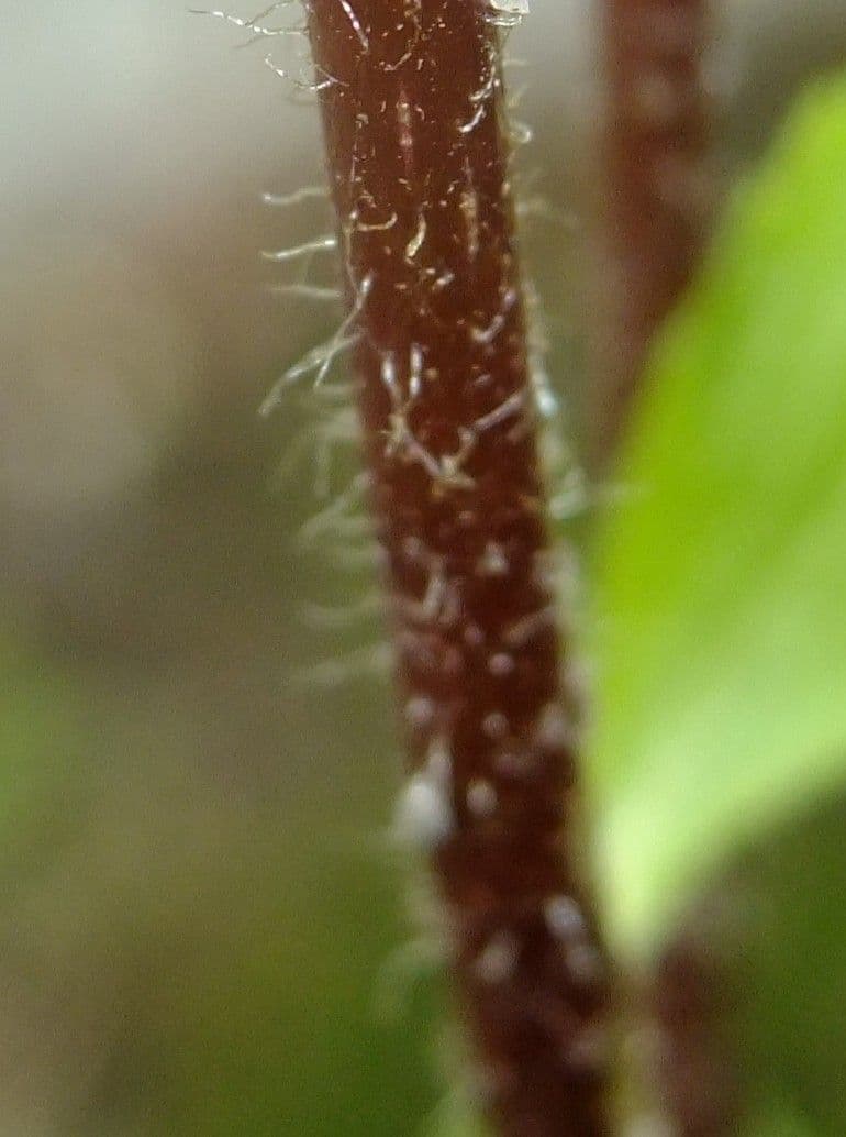Stevia 20