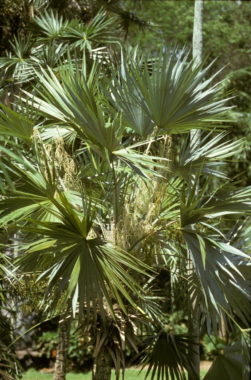 Thrinax 4