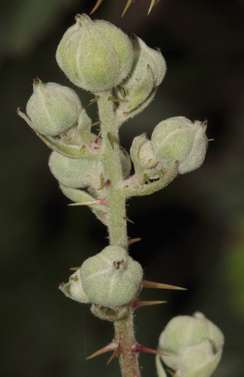 Hellgrüne Brombeere 3